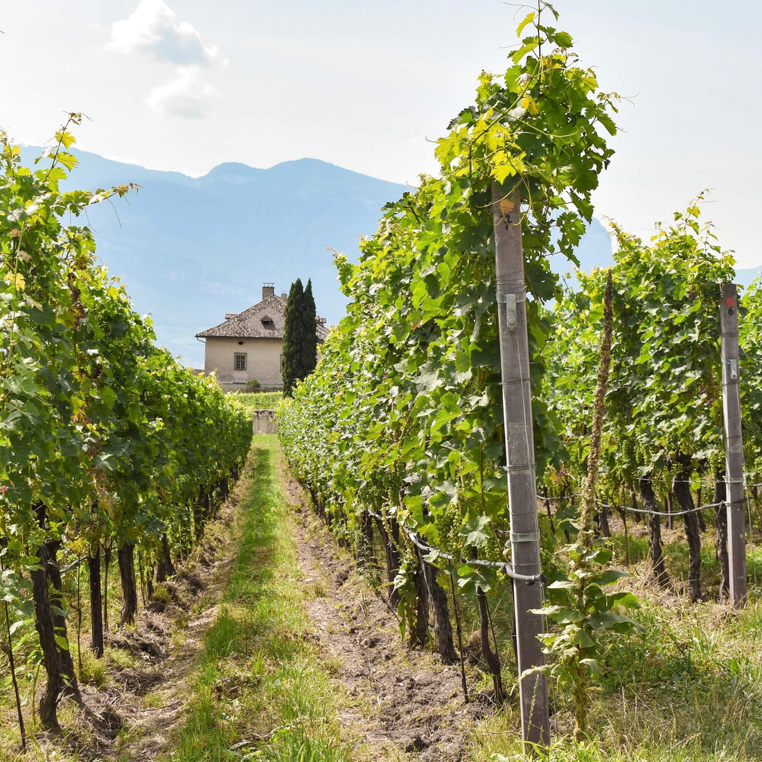 ¿Qué es el vino ecológico?