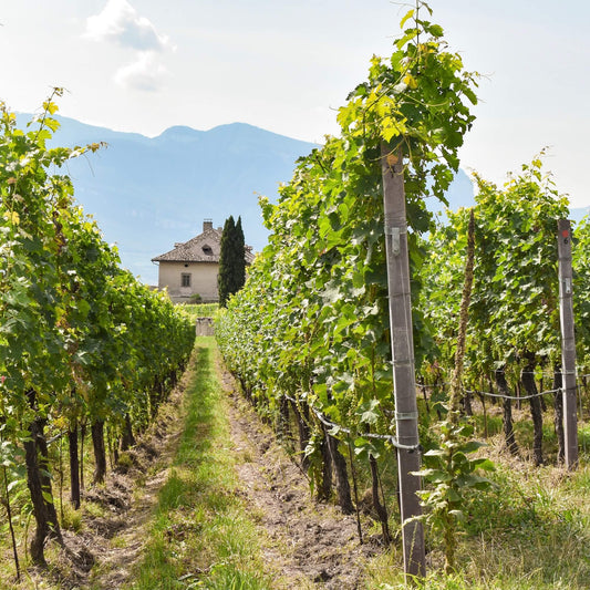 ¿Qué es el vino ecológico?
