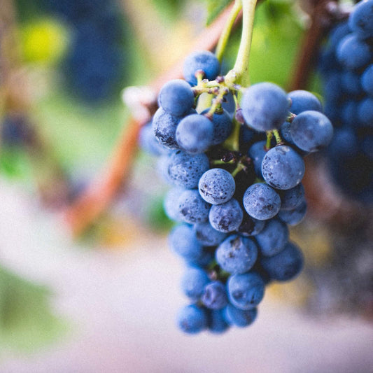 ¿Qué es el vino vegano?