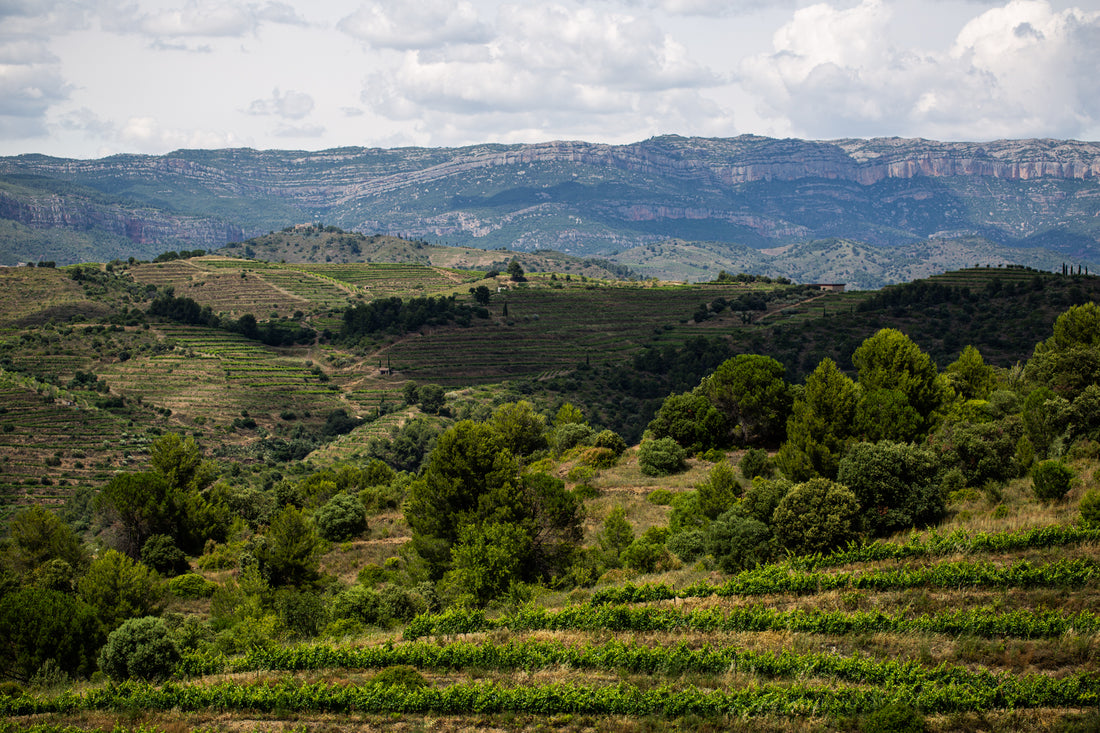 ¿Cómo se clasifican los vinos en España?